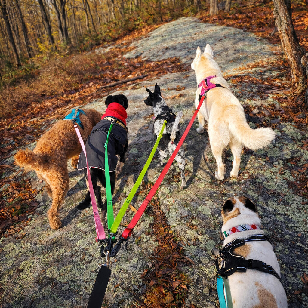 Tom’s Dogs pack hike with multiple dogs on wooded trail in New London County Connecticut. Group of dogs walking together on leash during a Tom’s Dogs pack hike on a rocky forest trail in New London County Connecticut