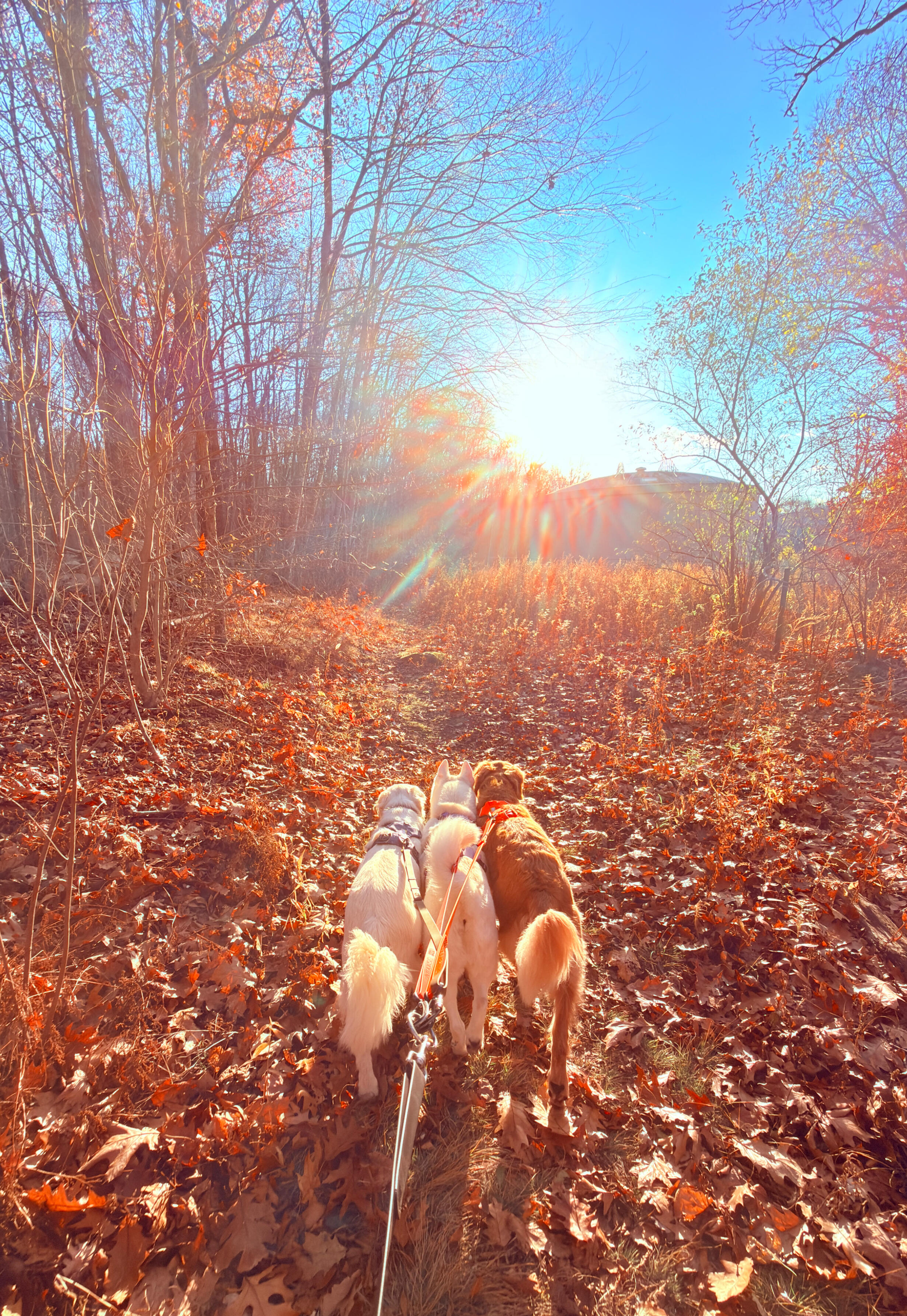 Dogs on a structured pack hike in the woods, part of the enrichment-focused dog walking services offered by Tom’s Dogs LLC in Connecticut.