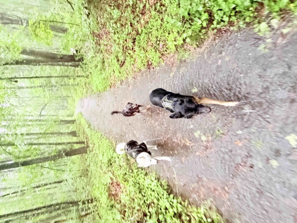 Three dogs moving along a green woodland trail during a rainy Tom’s Dogs outing