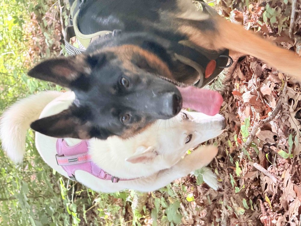 Two harnessed dogs pausing together on a wooded trail during a Tom’s Dogs outing