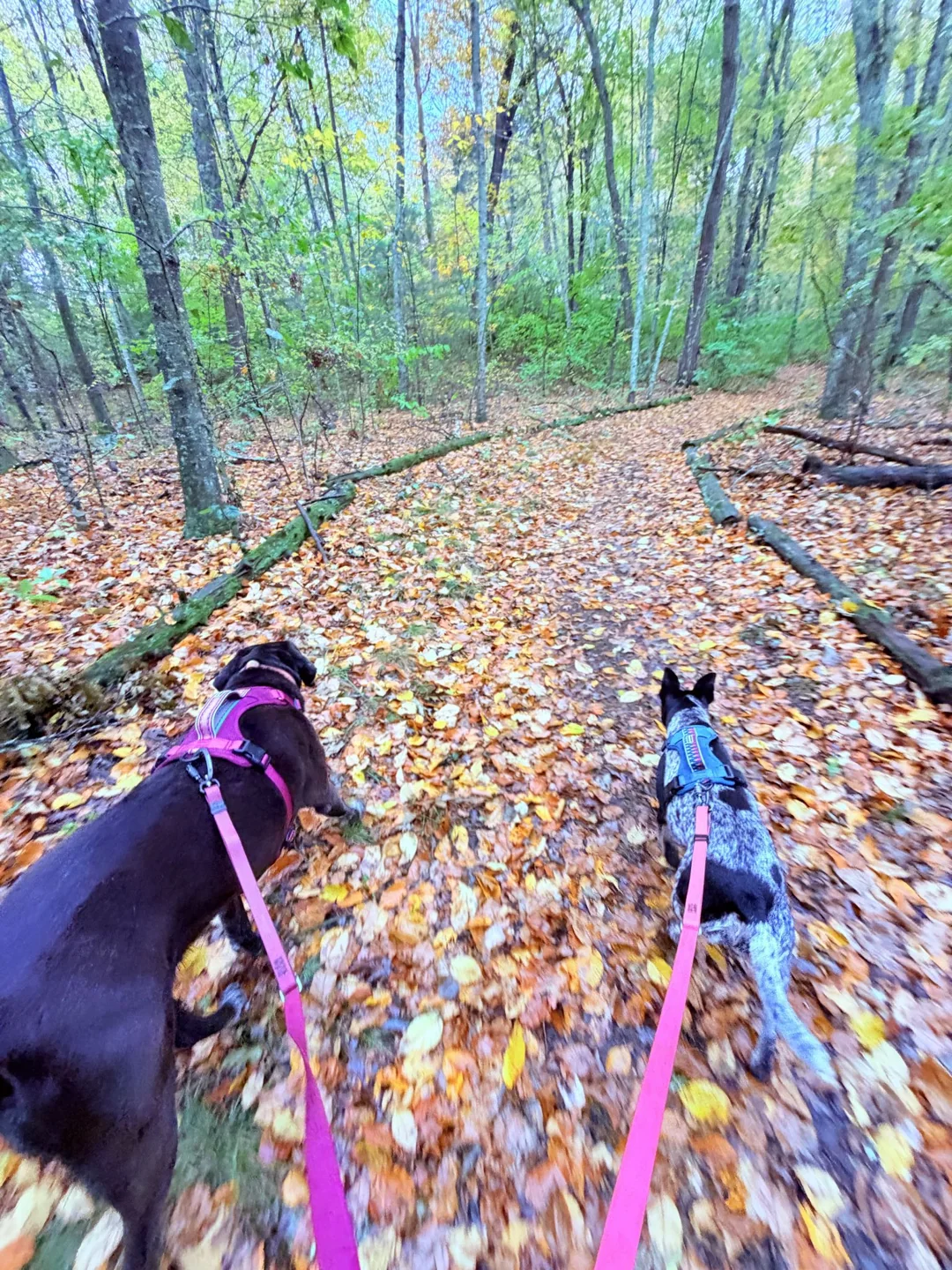 Two leashed dogs walking through fallen leaves at Griswold Preserve in Old Lyme