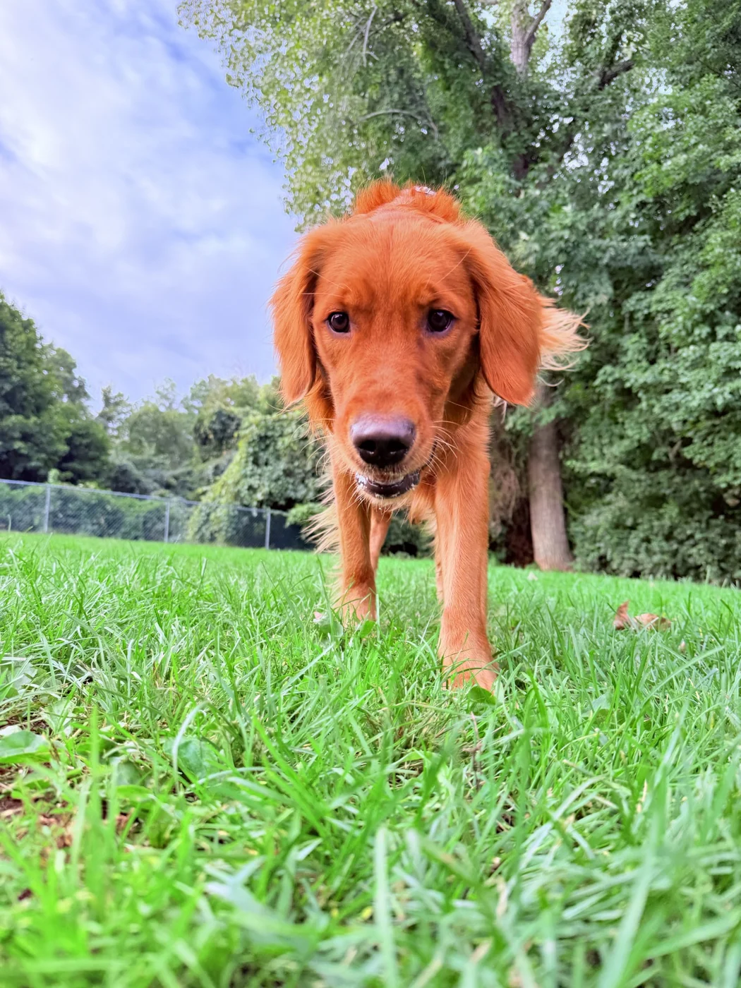 A young golden dog looking toward the camera from a green lawn