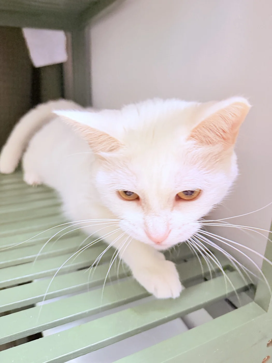 A white cat resting on a green shelf