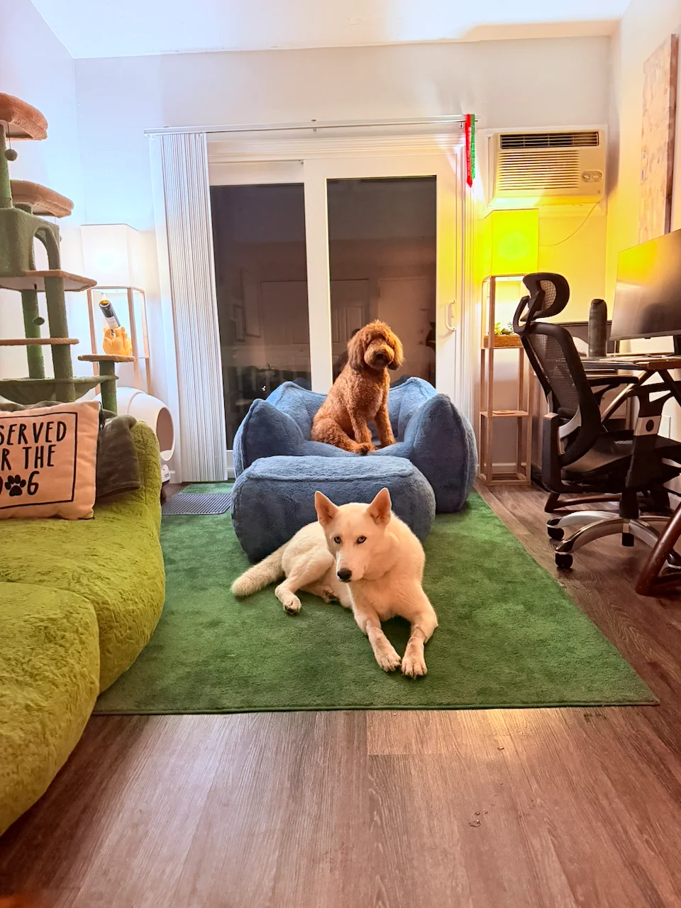 Two dogs relaxing indoors at night, a white husky on a green rug and a brown dog on a blue chair