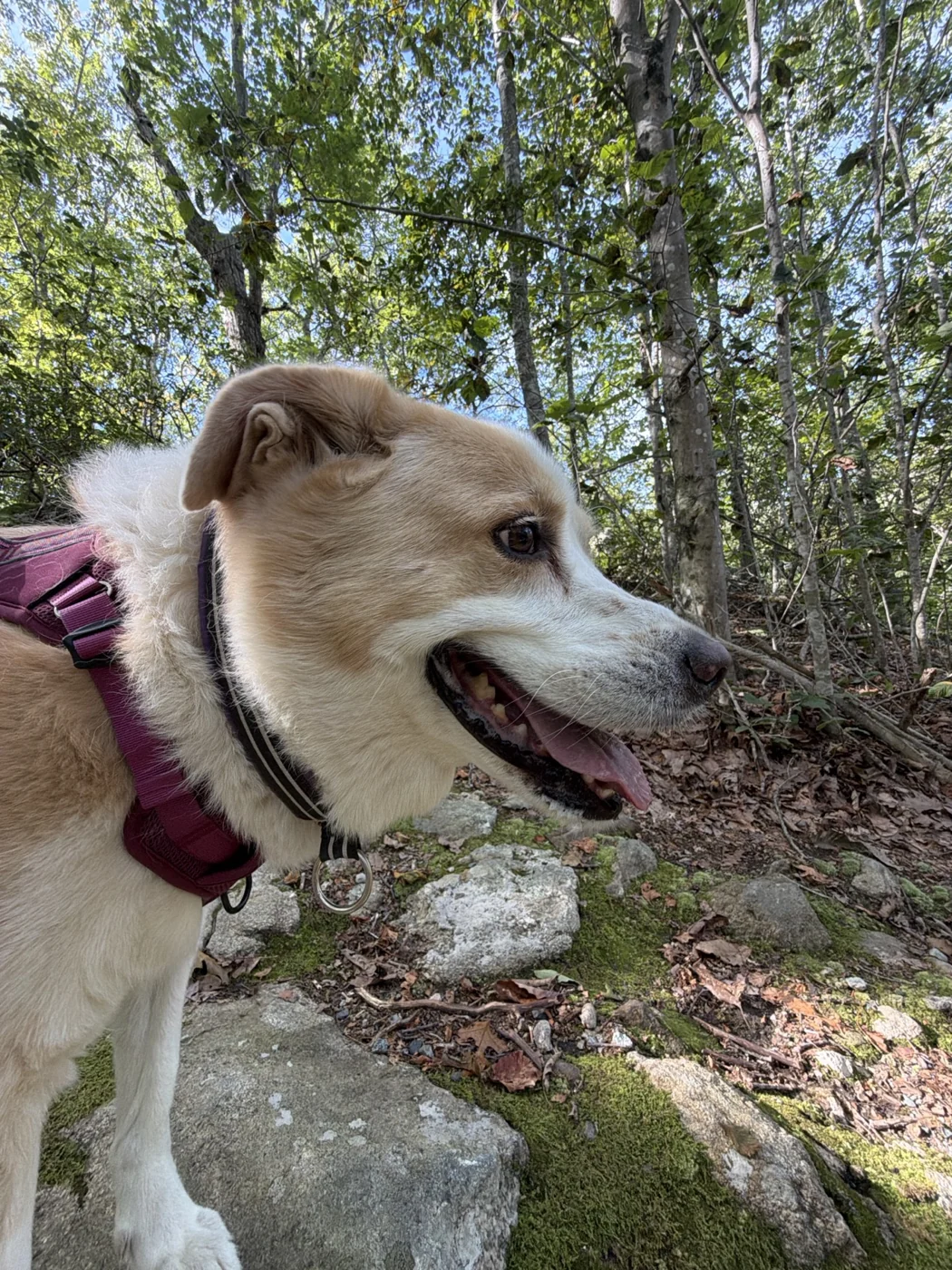 A dog in a purple harness exploring beside a mossy rock in the woods