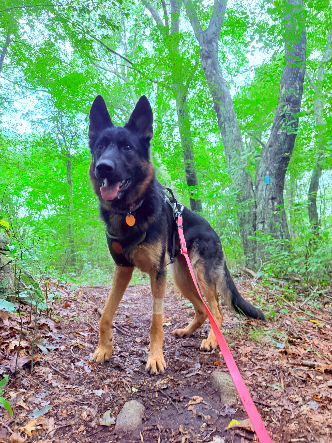 A dog on a structured training walk outdoors