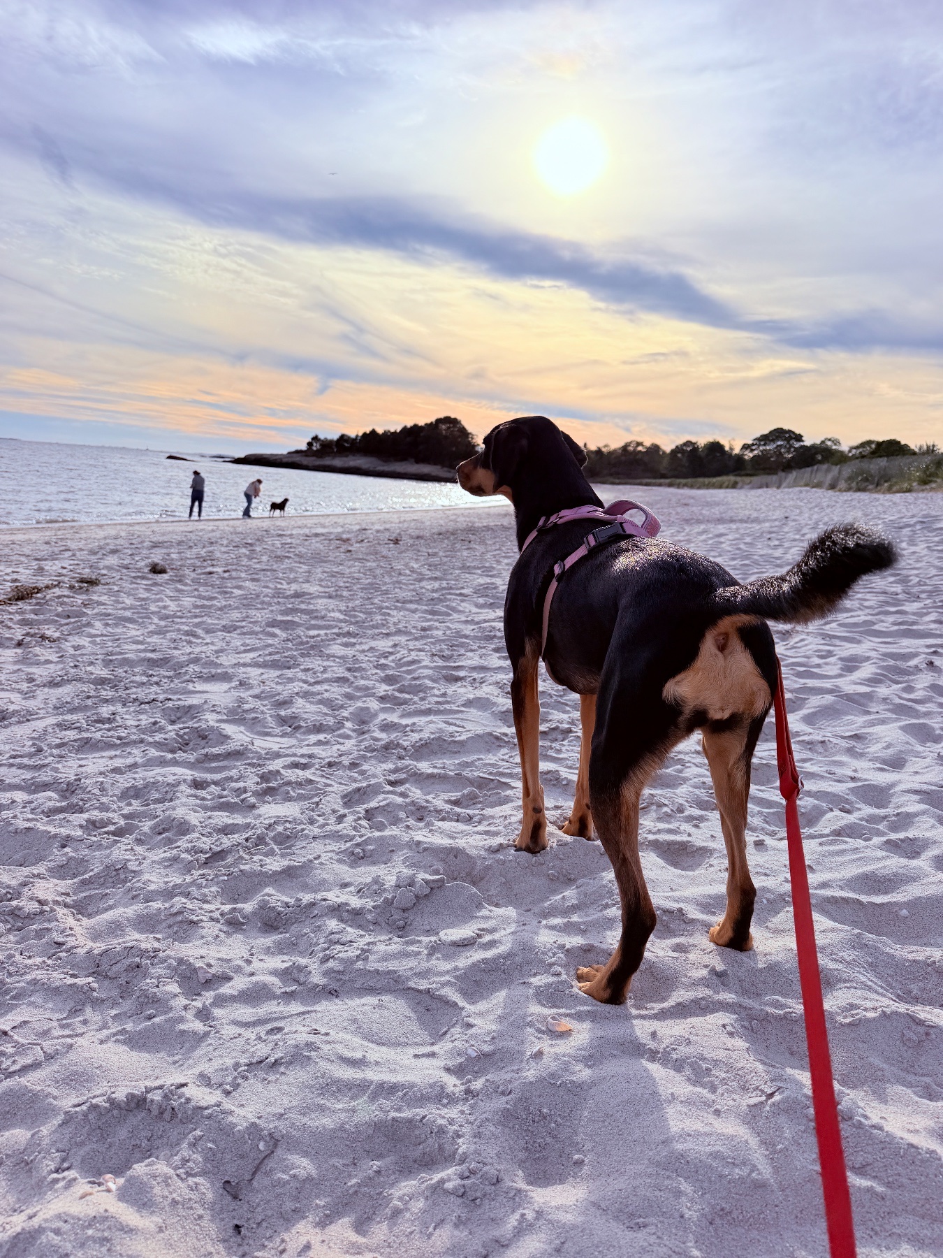 A black-and-tan dog in a pink harness looking toward the water on a sandy beach.
