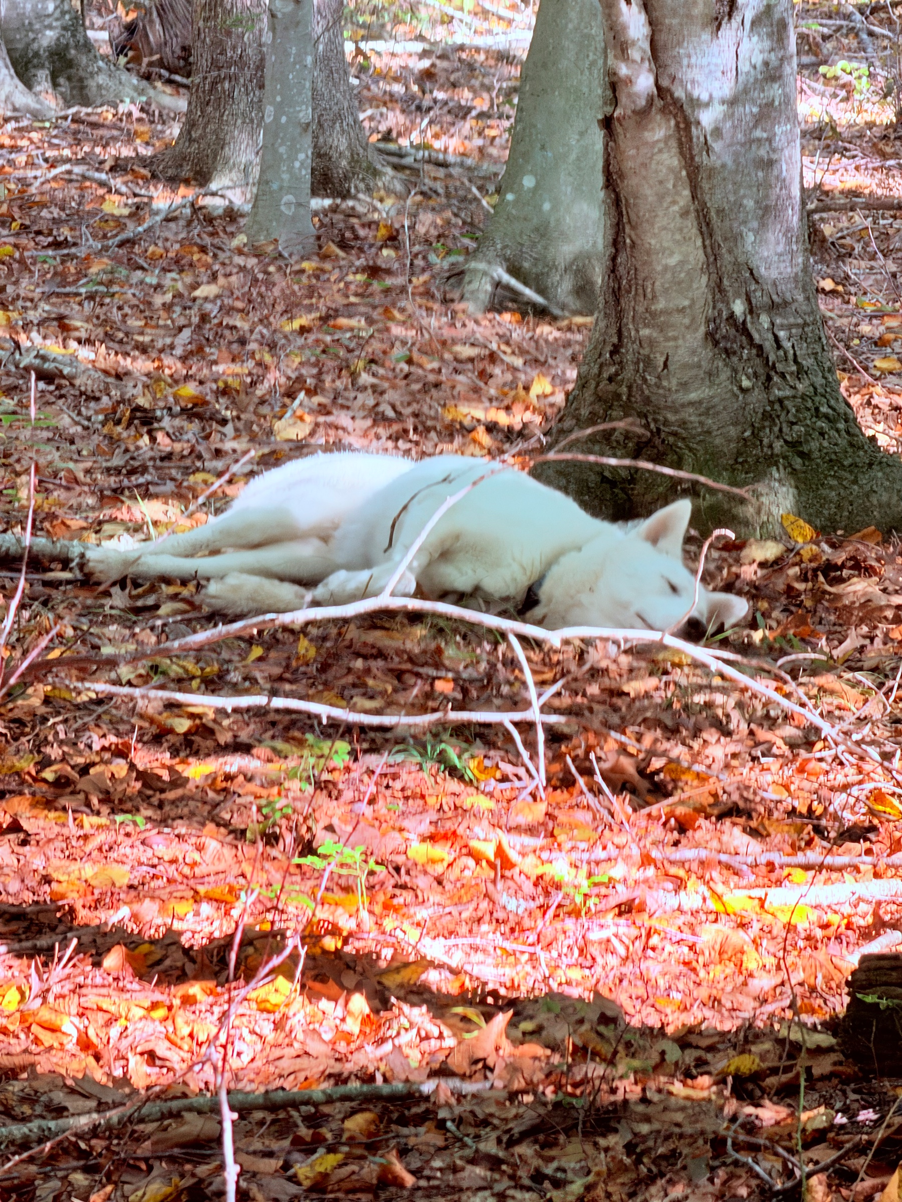 Dog lying down during a pause in the hike for training.