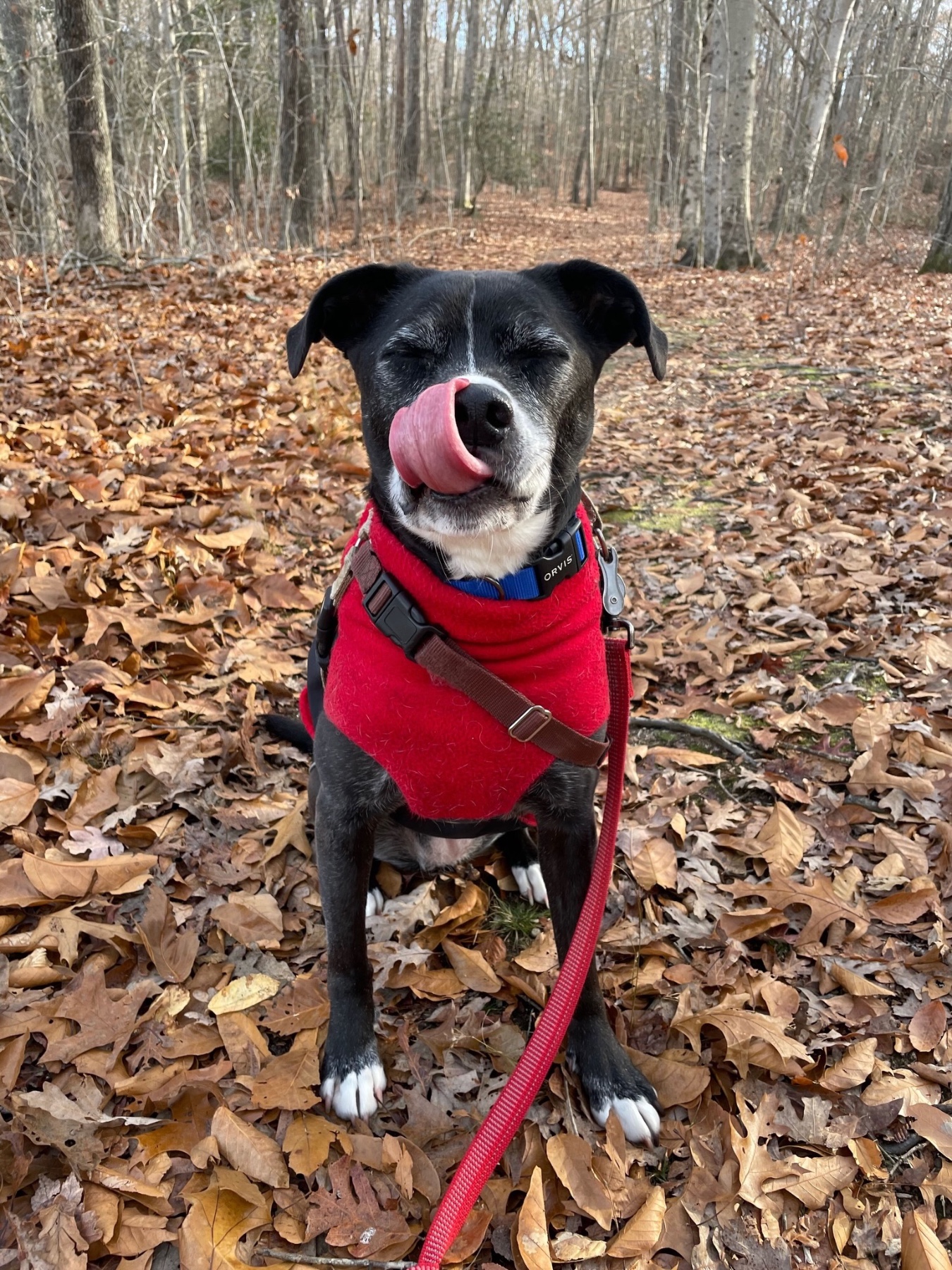 Blanche in her winter coat
