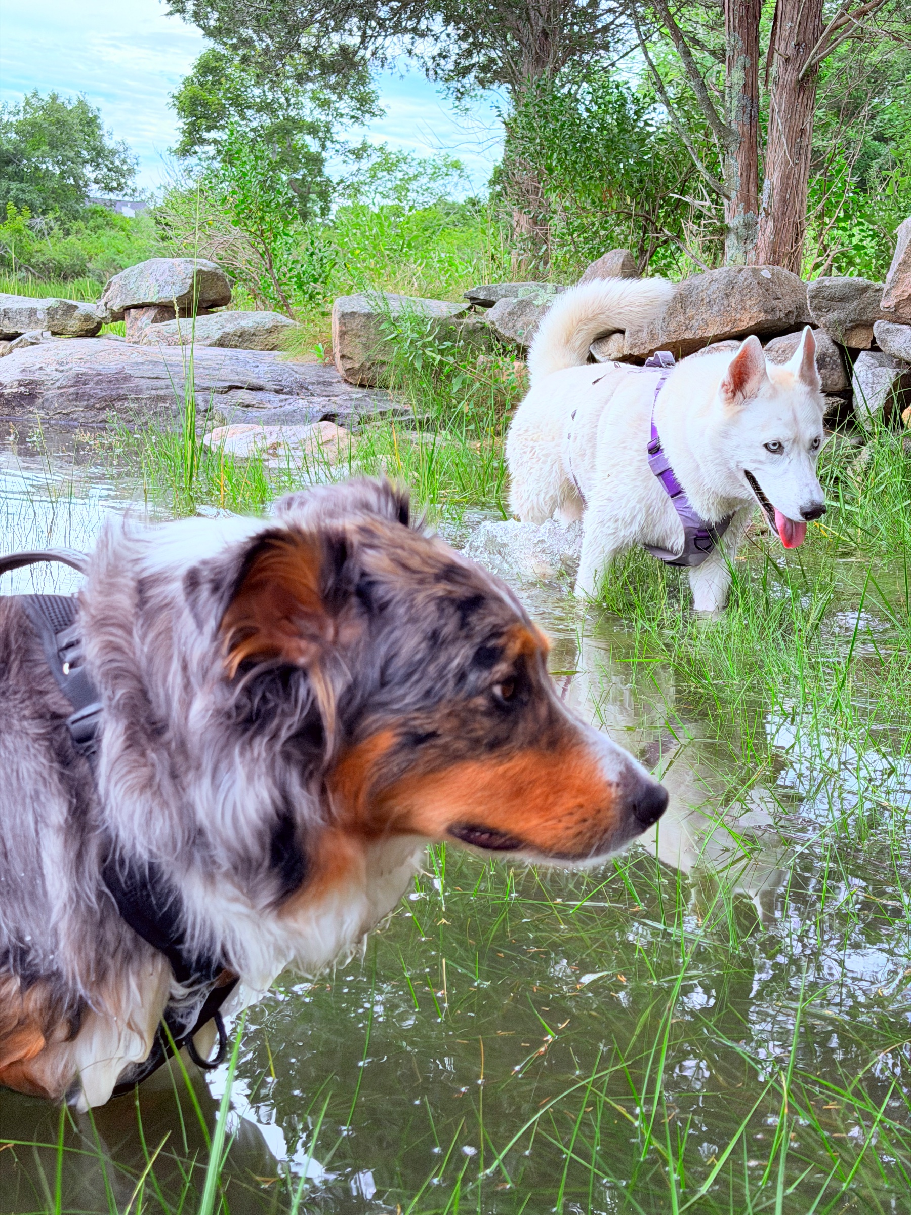 Dogs pausing together on a sand cove during a Tom’s Dogs pack hike