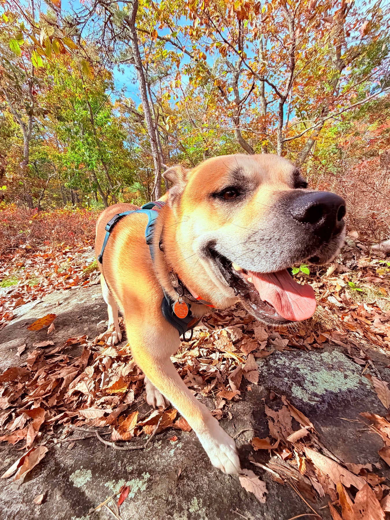 A tan dog wearing a harness on a leaf-covered woodland trail in autumn.